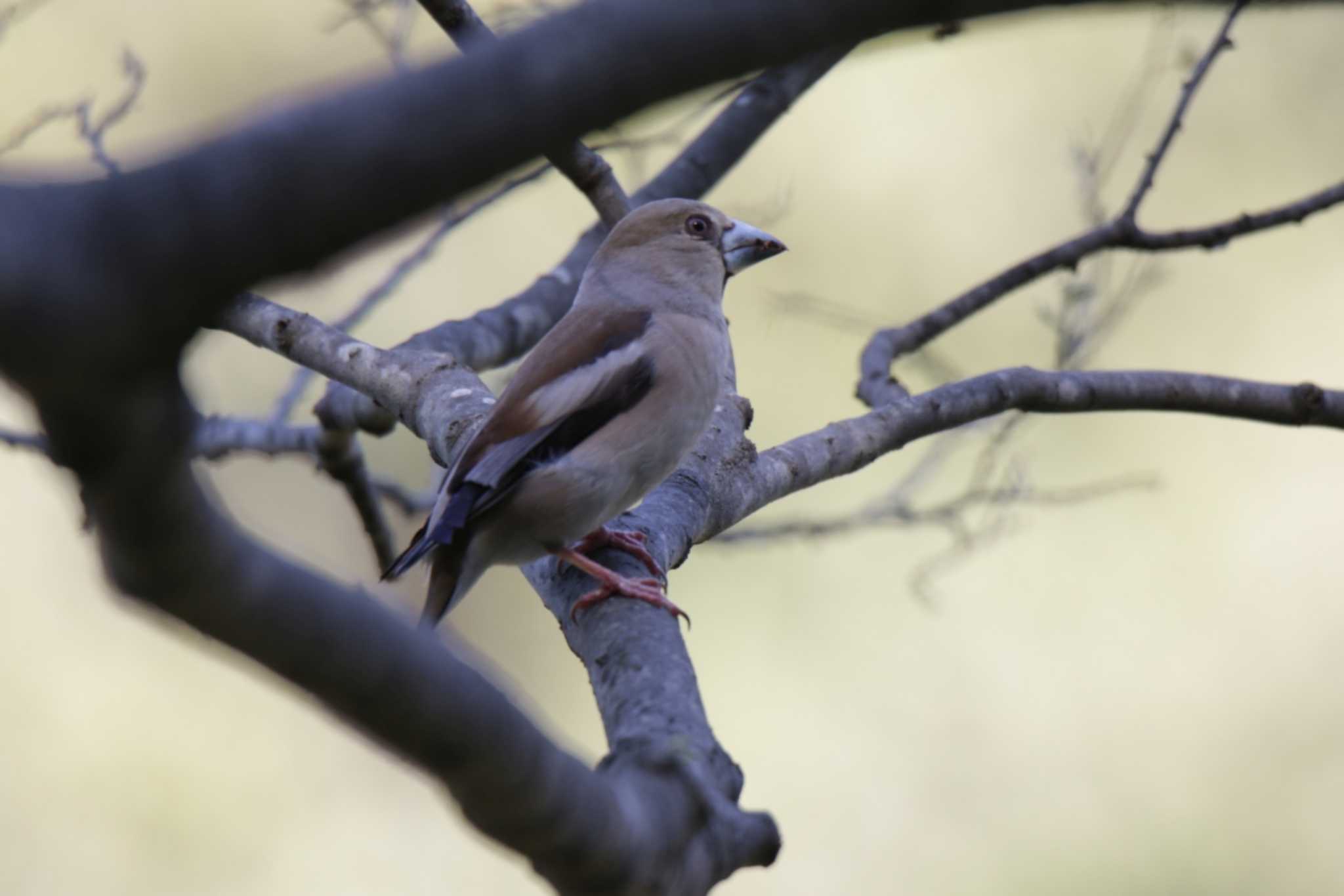 Photo of Hawfinch at 山田池公園 by KAZUSAN