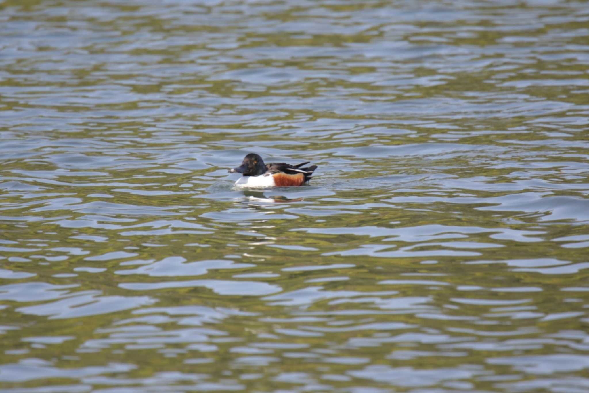 Photo of Northern Shoveler at 山田池公園 by KAZUSAN