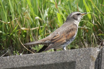 ツグミ 芥川 2023年4月9日(日)