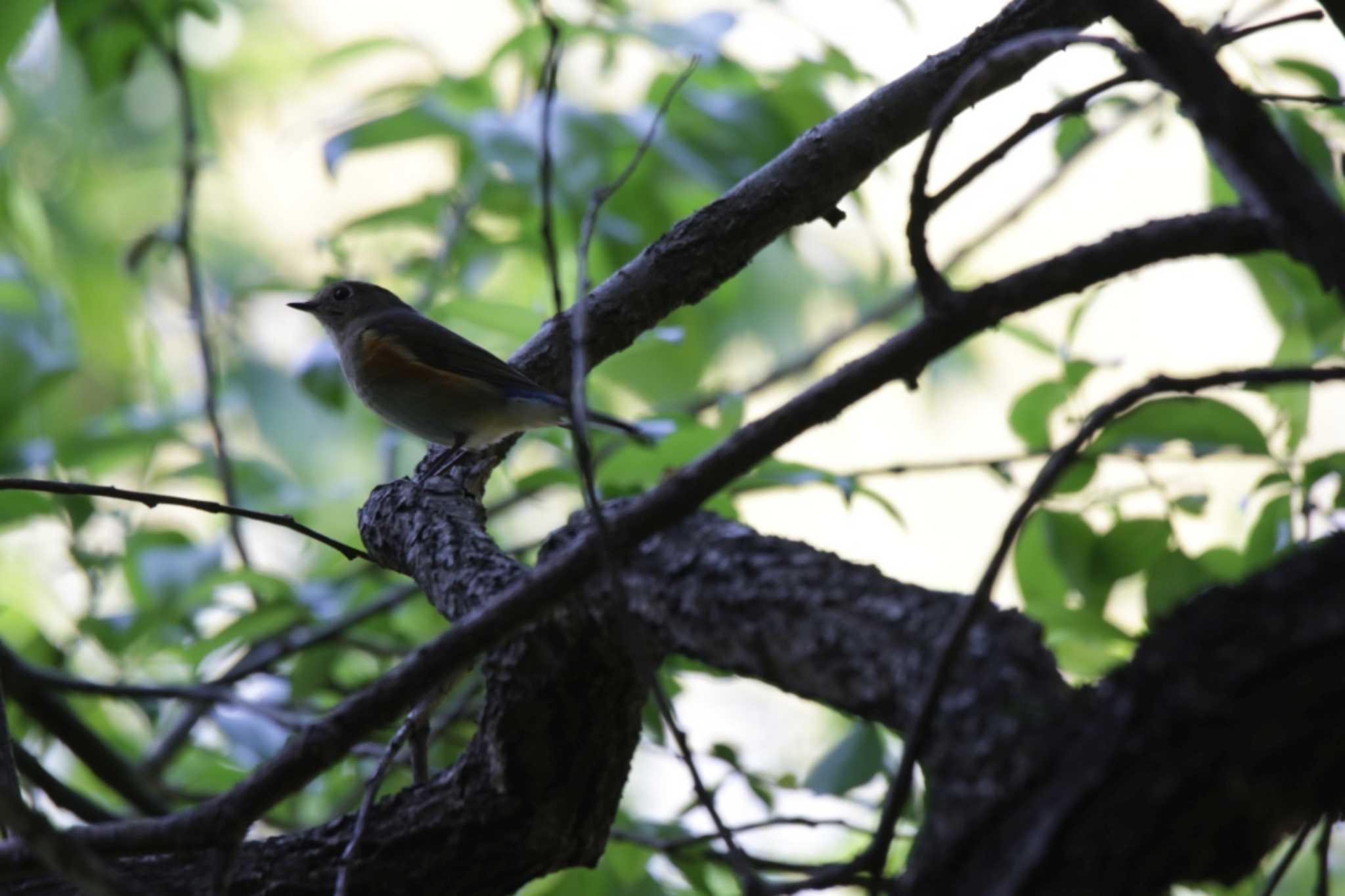 Red-flanked Bluetail