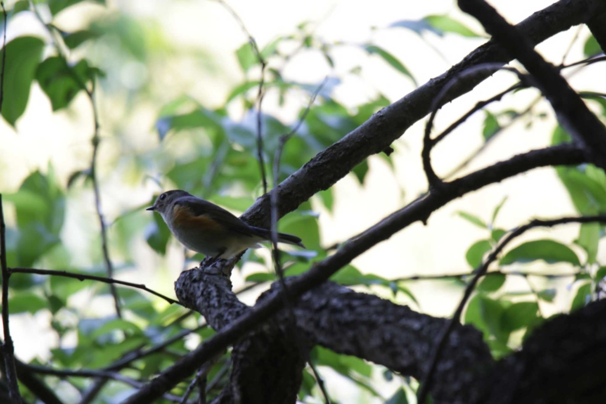 Red-flanked Bluetail