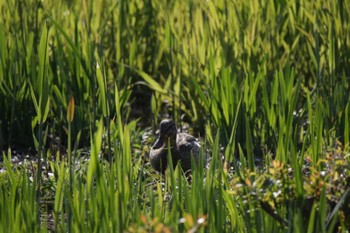 ハシビロガモ 山田池公園 2023年4月9日(日)