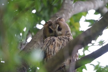 Long-eared Owl 加須市 Fri, 4/7/2023