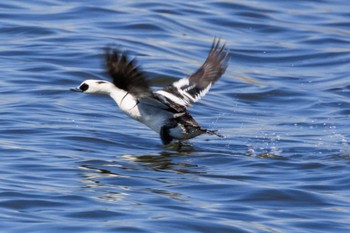 Smew 皿池(明石市大久保町) Tue, 3/14/2023