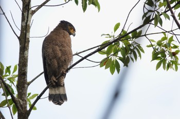 Crested Serpent Eagle Taman Alam Kuala Selangor Mon, 3/6/2023