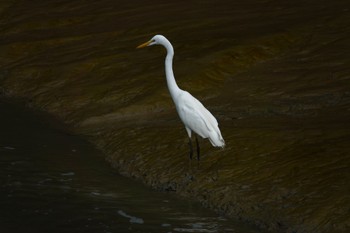 ダイサギ クアラセランゴール自然公園 2023年3月6日(月)