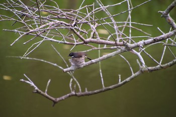 Malaysian Pied Fantail Unknown Spots Sun, 5/6/2018