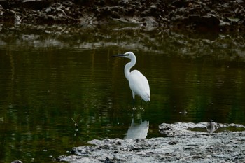 コサギ クアラセランゴール自然公園 2023年3月6日(月)