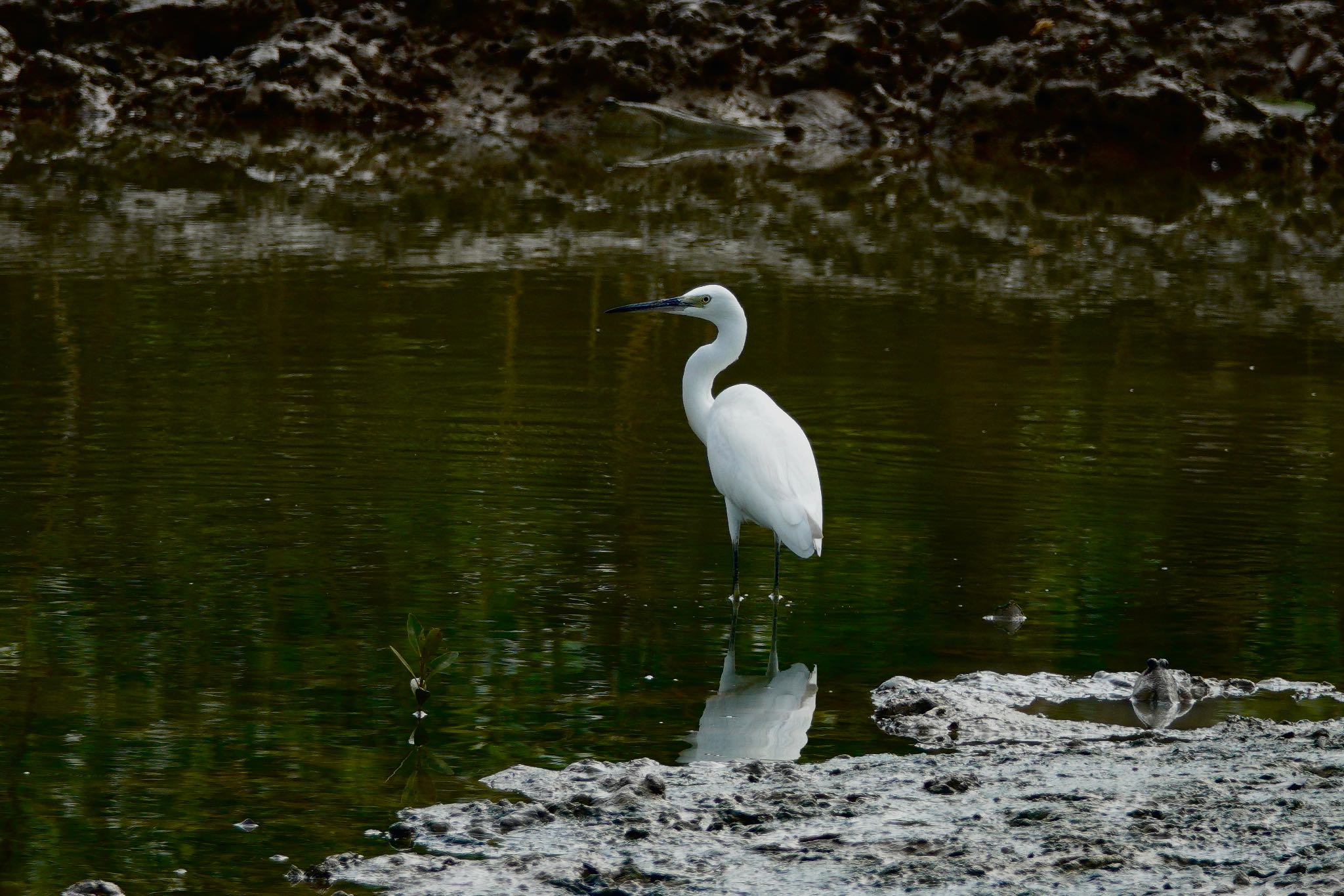 Photo of Little Egret at Taman Alam Kuala Selangor by のどか