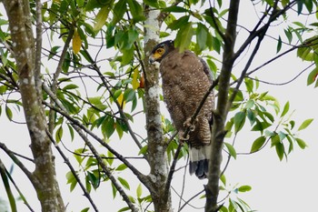 カンムリワシ クアラセランゴール自然公園 2023年3月6日(月)