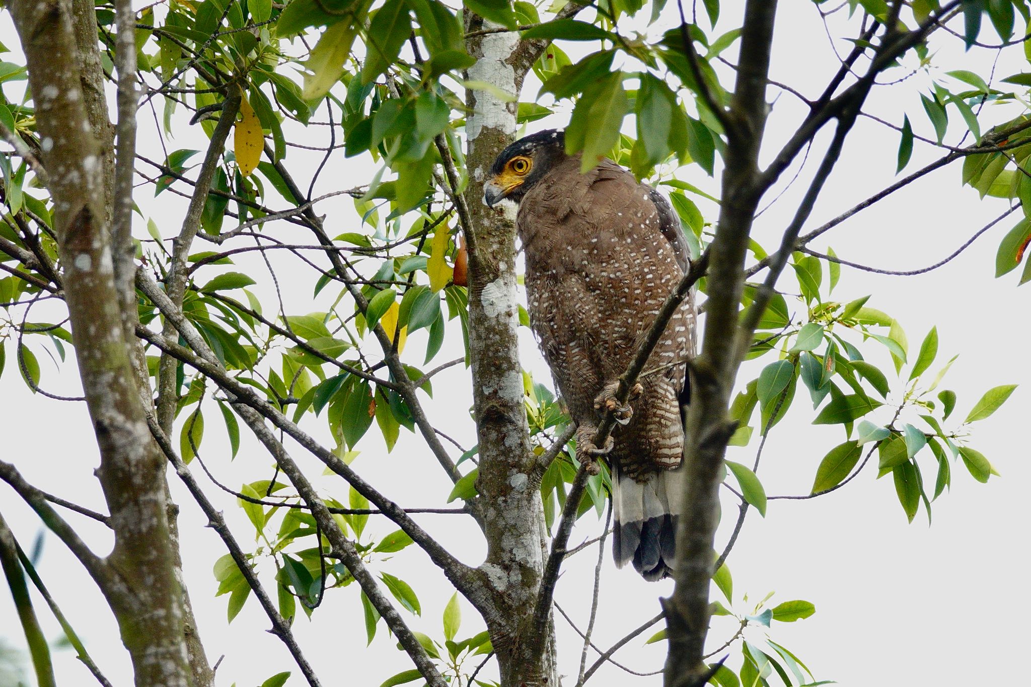 Crested Serpent Eagle