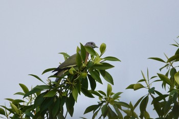 Pink-necked Green Pigeon Taman Alam Kuala Selangor Mon, 3/6/2023