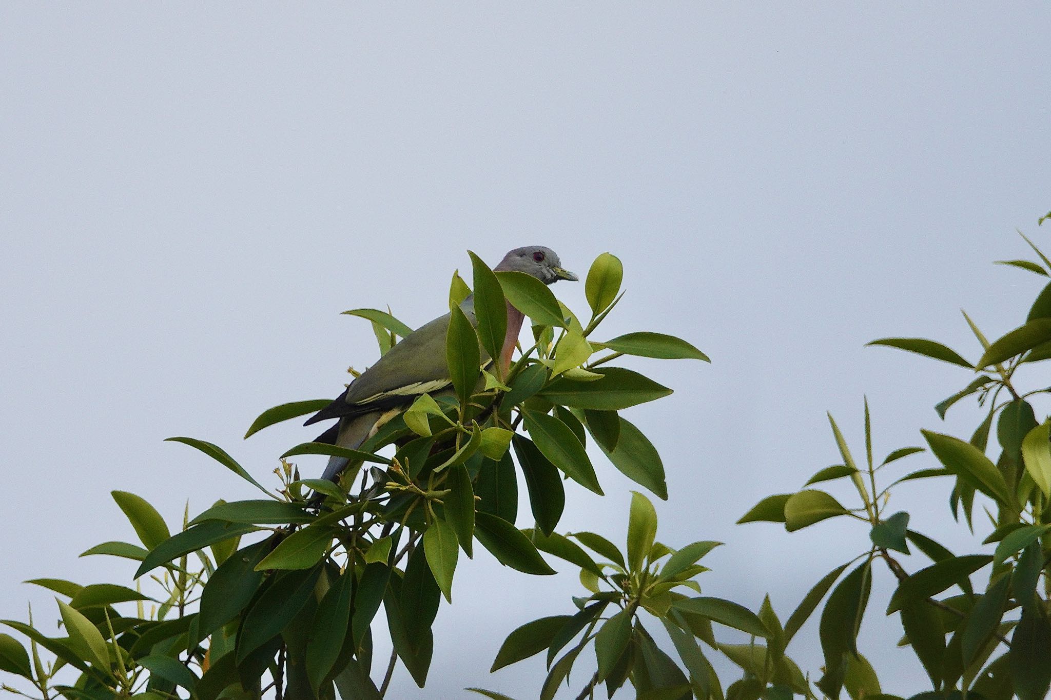 Photo of Pink-necked Green Pigeon at Taman Alam Kuala Selangor by のどか