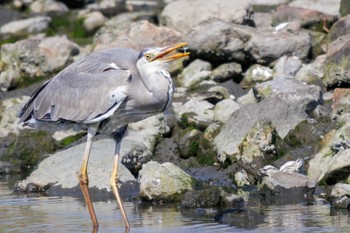 アオサギ 東京港野鳥公園 2023年4月1日(土)