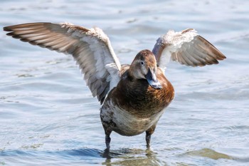 スズガモ 東京港野鳥公園 2023年4月1日(土)