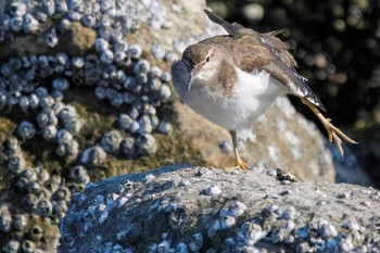 イソシギ 東京港野鳥公園 2023年4月1日(土)