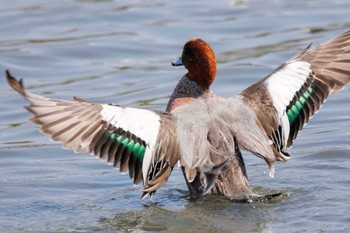 ヒドリガモ 東京港野鳥公園 2023年4月1日(土)