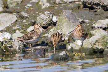 タシギ 東京港野鳥公園 2023年4月1日(土)