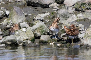 タシギ 東京港野鳥公園 2023年4月1日(土)