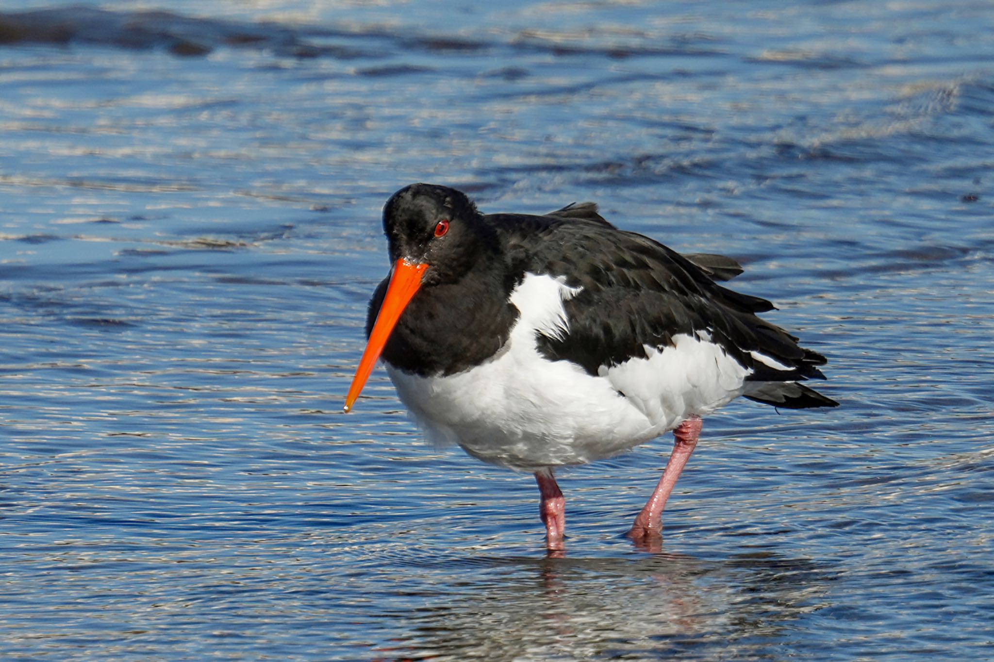 Eurasian Oystercatcher