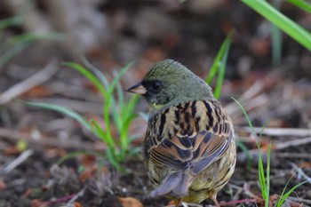 アオジ 長浜公園 2023年4月10日(月)