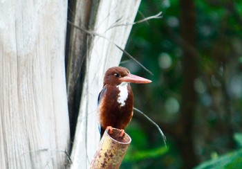 White-throated Kingfisher Singapore Botanic Gardens Sat, 5/5/2018