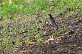 ツグミ 長浜公園 2023年4月10日(月)