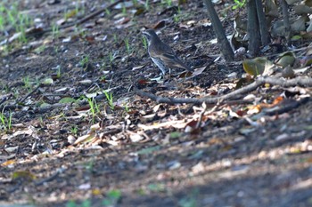 ツグミ 長浜公園 2023年4月10日(月)