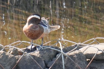 2023年4月9日(日) 境川遊水地公園の野鳥観察記録