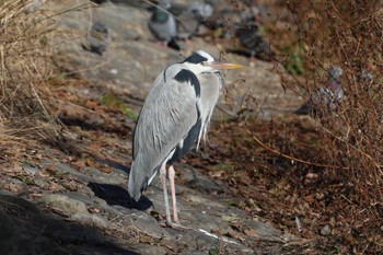 アオサギ 明石公園 2023年1月29日(日)