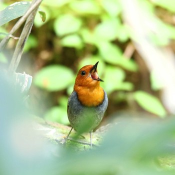 Japanese Robin 上高地 Sun, 5/27/2018