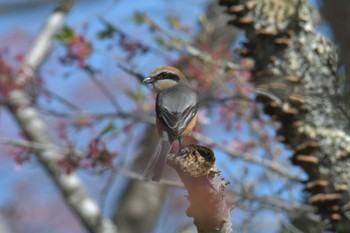 Bull-headed Shrike 滋賀県甲賀市甲南町創造の森 Mon, 4/10/2023