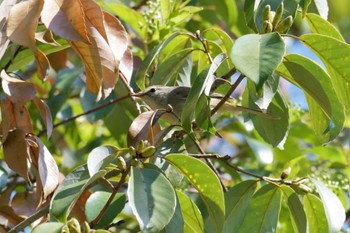 Japanese Bush Warbler 滋賀県甲賀市甲南町創造の森 Mon, 4/10/2023