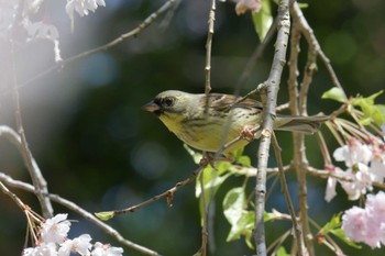 Masked Bunting 滋賀県甲賀市甲南町創造の森 Mon, 4/10/2023
