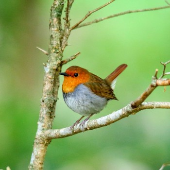 Japanese Robin 上高地 Sun, 5/27/2018