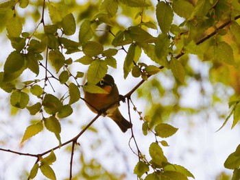 2023年4月10日(月) 平和の森公園、妙正寺川の野鳥観察記録