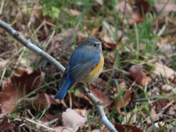 Red-flanked Bluetail 大阪府民の森むろいけ園地 Thu, 1/5/2023