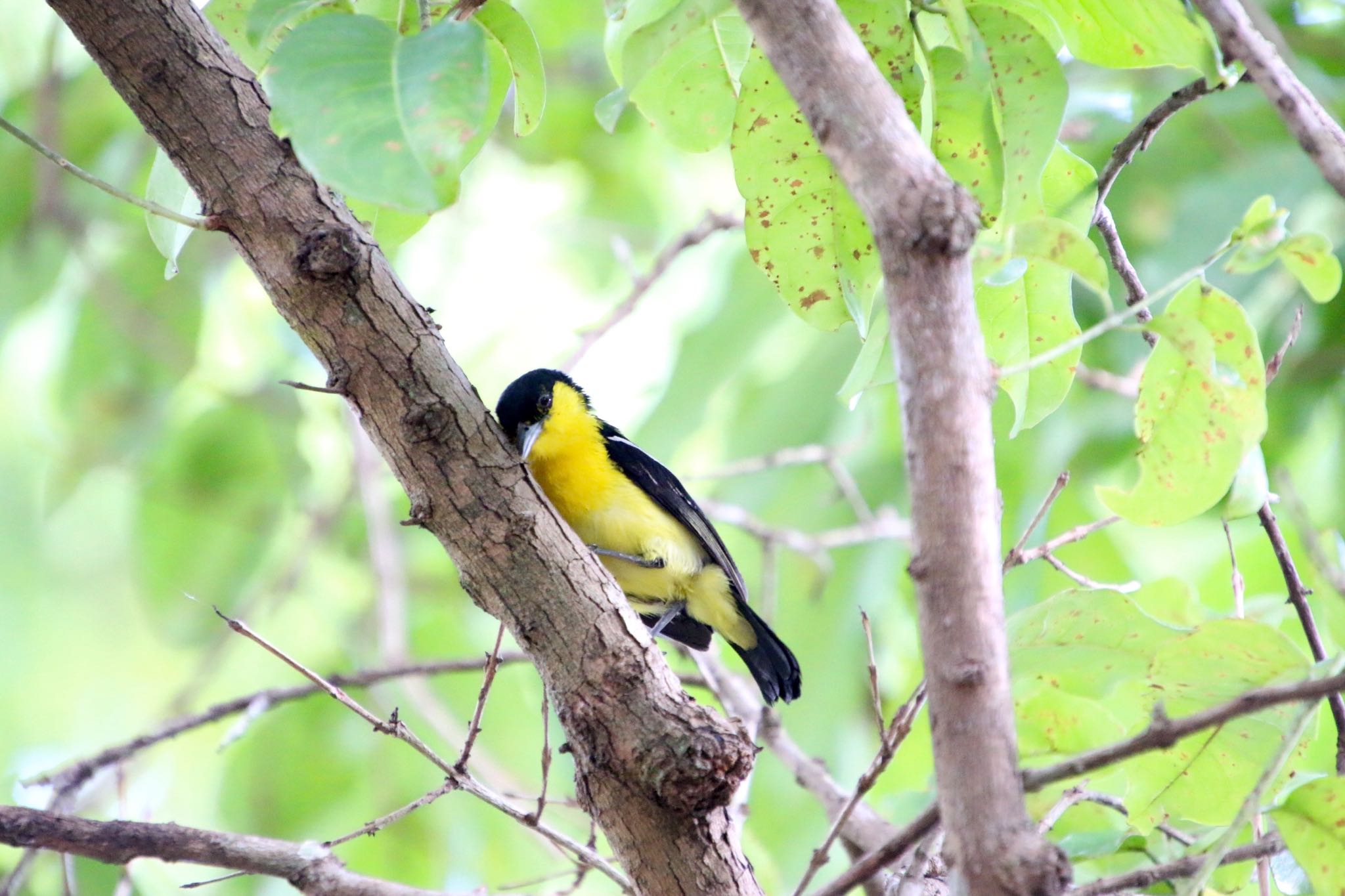 Photo of Common Iora at Singapore Botanic Gardens by AMEMIYASATO