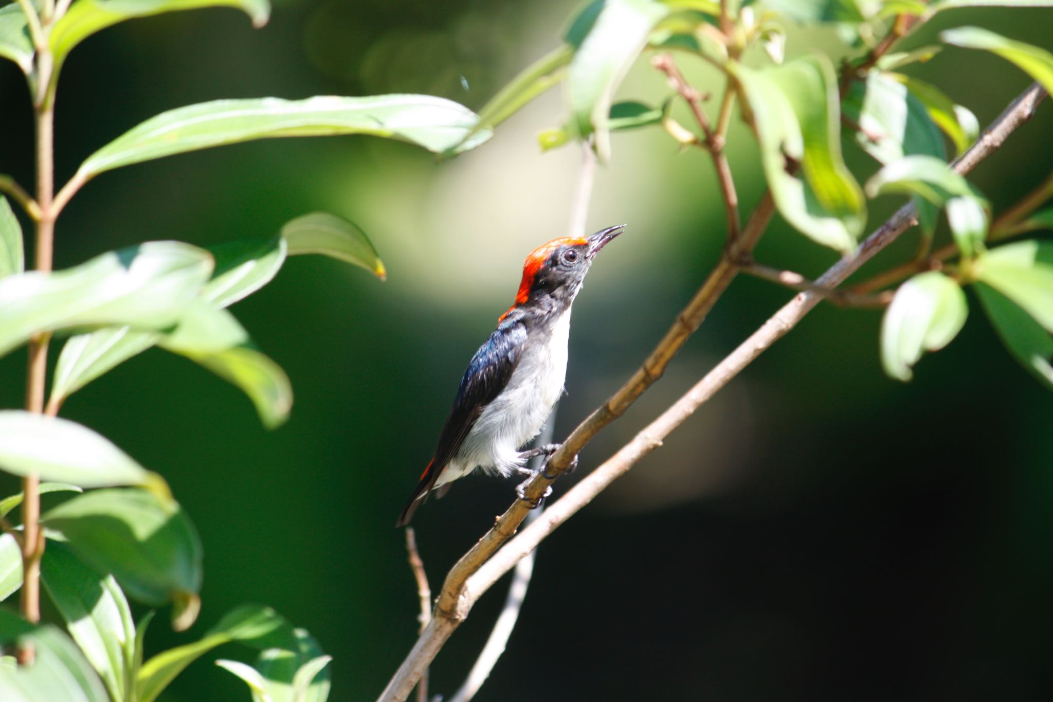 Photo of Scarlet-backed Flowerpecker at Sungei Buloh Wetland Reserve by AMEMIYASATO