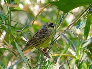 Masked Bunting 横浜市立金沢自然公園 Mon, 4/10/2023