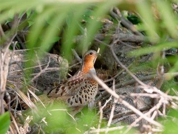 Chinese Bamboo Partridge 横浜市立金沢自然公園 Mon, 4/10/2023