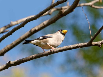 Japanese Grosbeak 横浜市立金沢自然公園 Mon, 4/10/2023