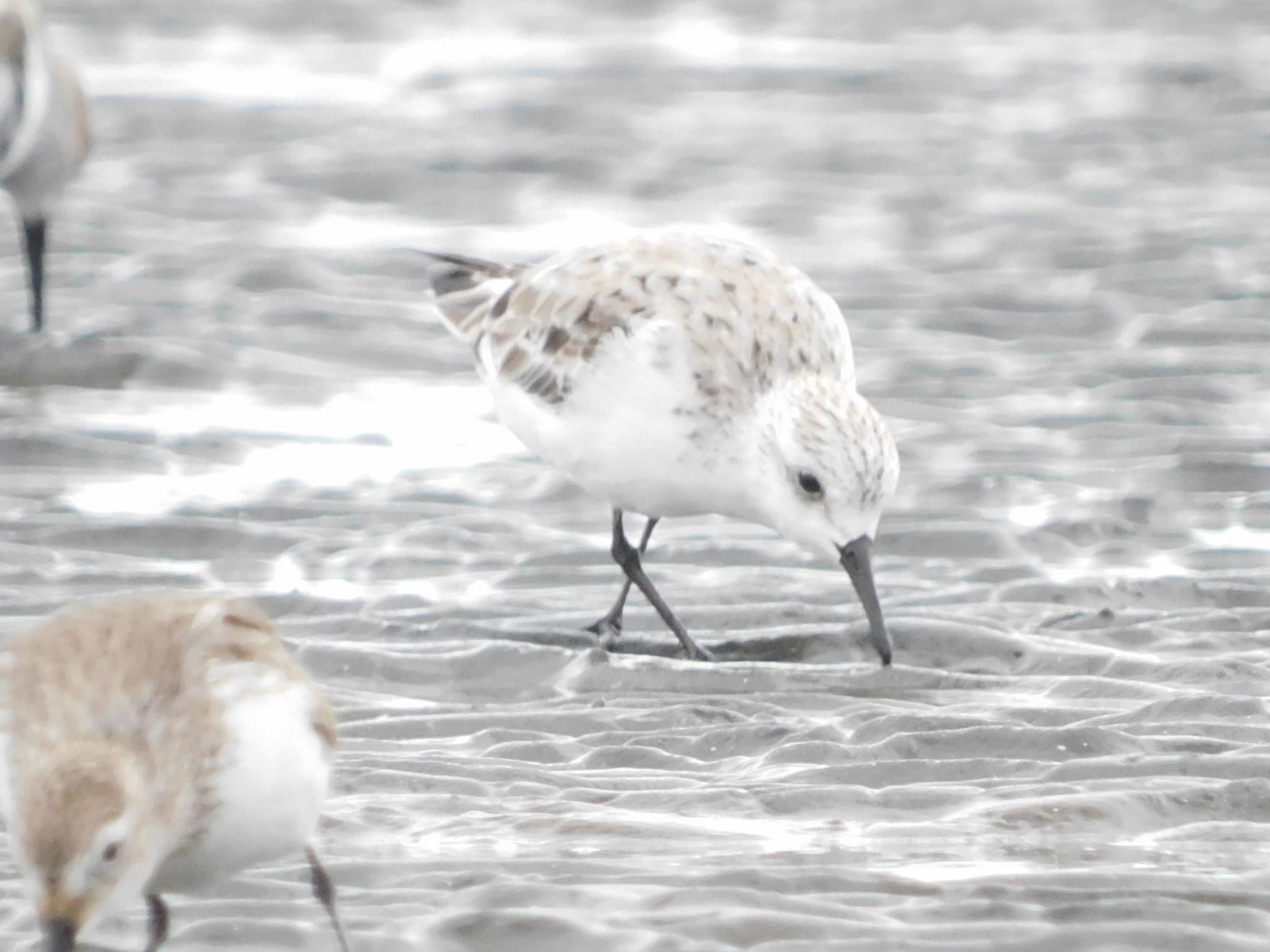 ふなばし三番瀬海浜公園 ミユビシギの写真