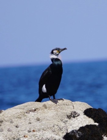 Japanese Cormorant 茨城県ひたちなか市磯崎町 Mon, 4/10/2023