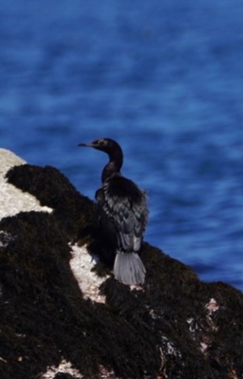 Pelagic Cormorant 茨城県ひたちなか市磯崎町 Mon, 4/10/2023