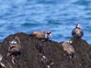 Harlequin Duck 茨城県ひたちなか市磯崎町 Mon, 4/10/2023