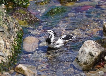 White Wagtail 茨城県ひたちなか市磯崎町 Mon, 4/10/2023