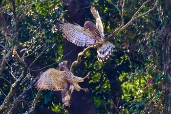 Grey-faced Buzzard Unknown Spots Sun, 4/9/2023