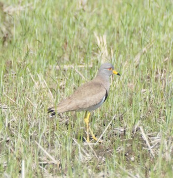 Sun, 4/9/2023 Birding report at 磐田大池