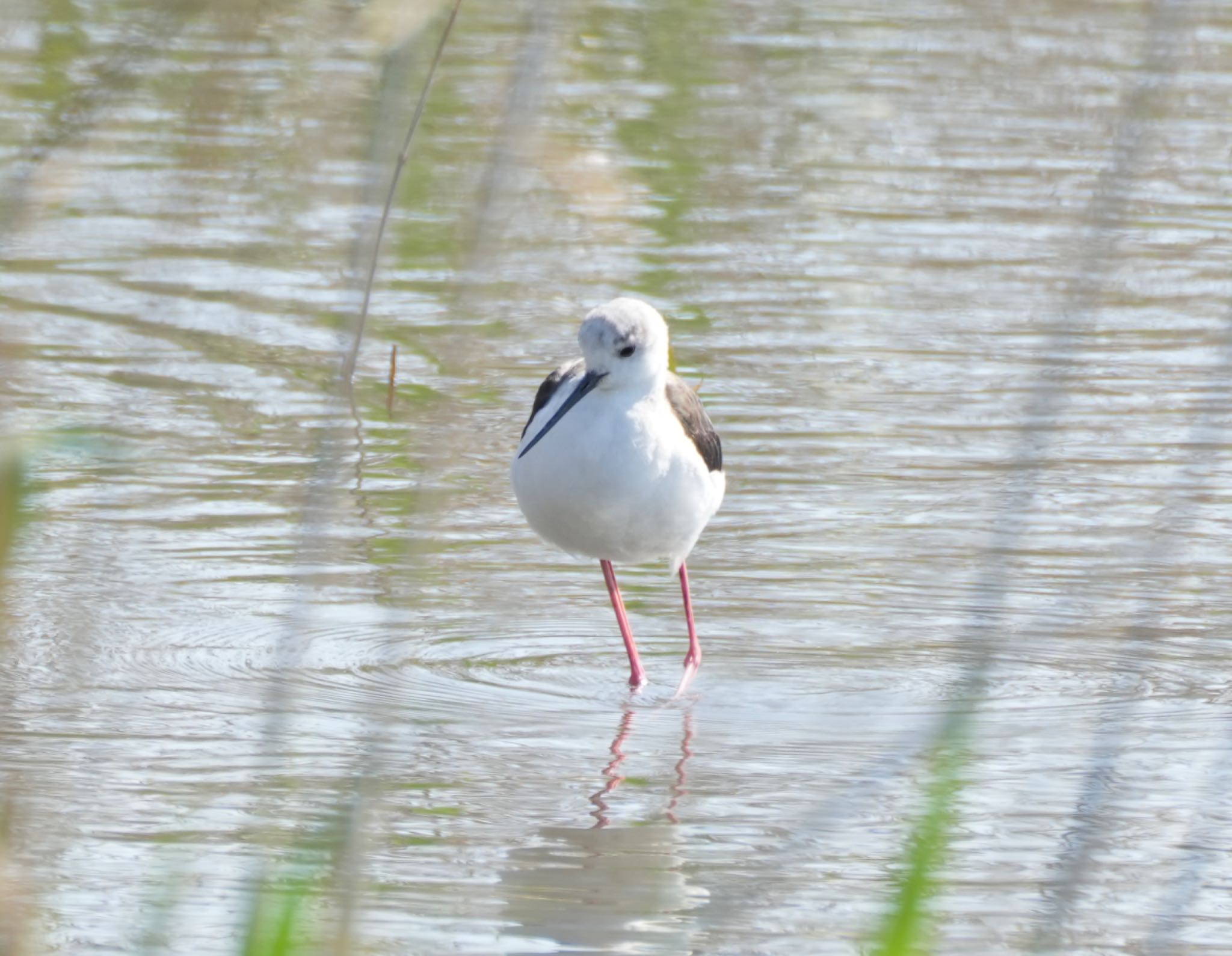 Black-winged Stilt